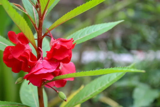 Impatiens (Impatiens Carousel) seeds for planting in home garden