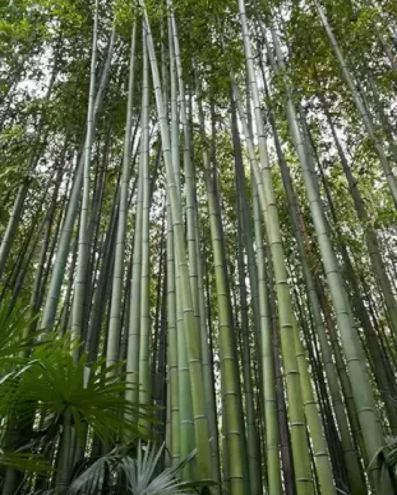 荘厳な竹の種まき用