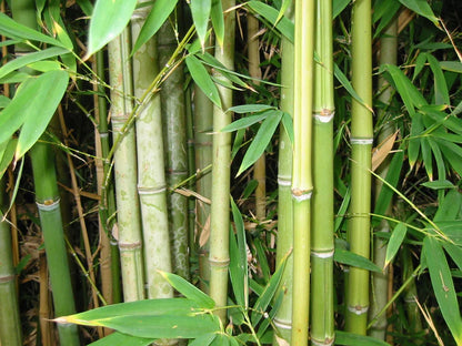 荘厳な竹の種まき用