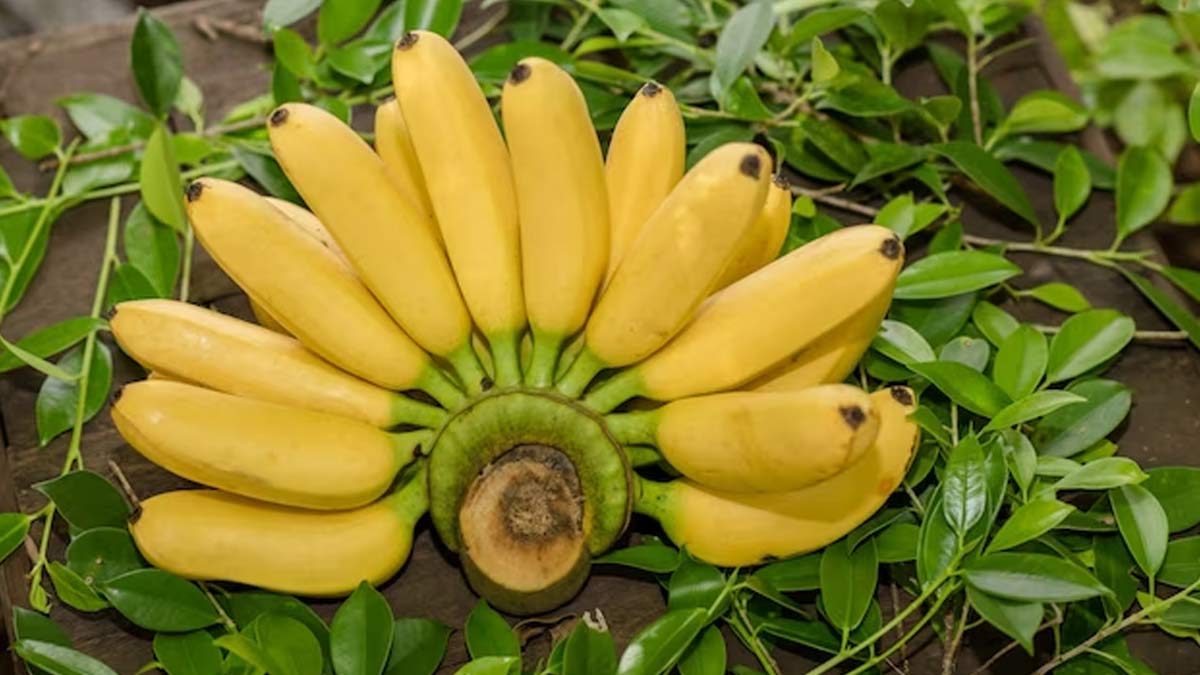 Banana Fruit Seeds for Planting - Yellow Variety
