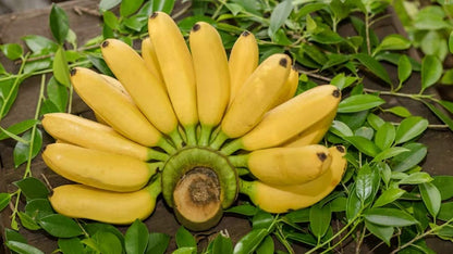 Banana Fruit Seeds for Planting - Yellow Variety