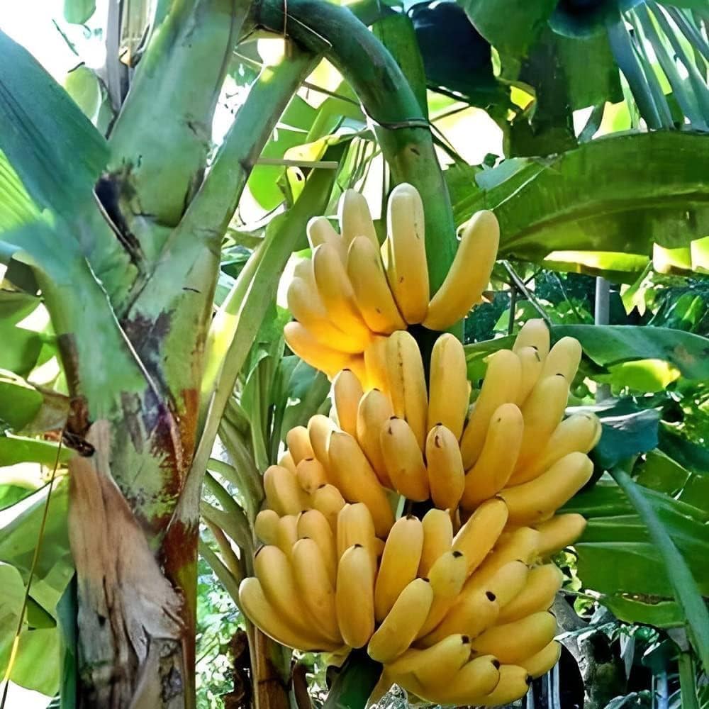 Banana Fruit Seeds For Planting Yellow Variety heirloom non-gmo organic garden seeds