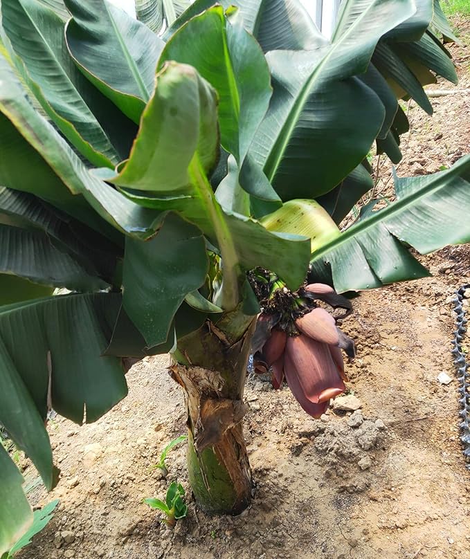 Banana Musa Fruit Seeds for Planting in Tropical Garden