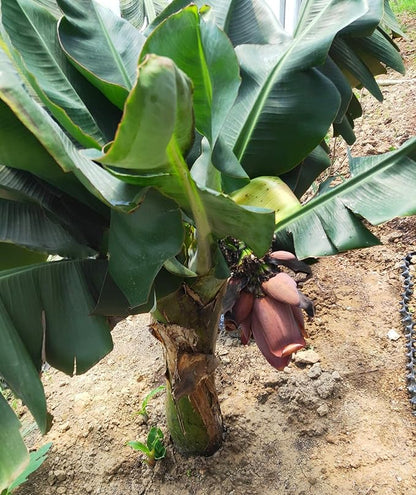 Banana Musa Fruit Seeds for Planting in Tropical Garden