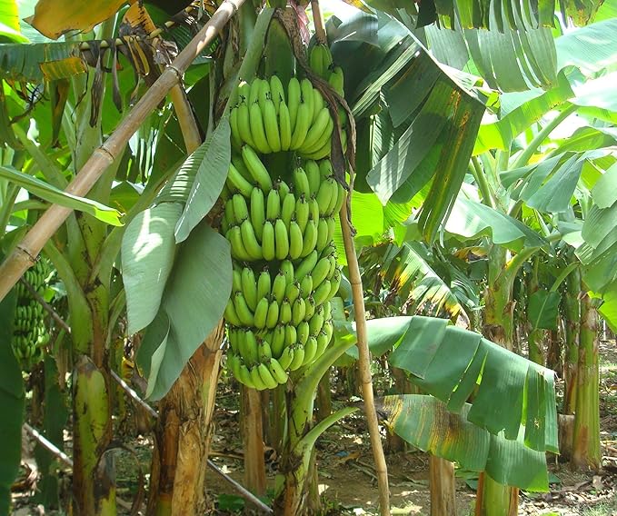 Banana Musa Fruit Seeds for Planting in Tropical Garden