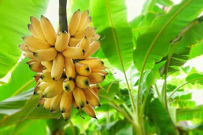 Banana Musa Acuminata Fruit Seeds heirloom non-gmo organic garden seeds