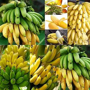 Banana Musa Fruit Seeds For Planting In Tropical Garden heirloom non-gmo organic garden seeds
