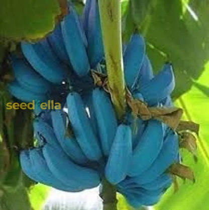 Banana Fruit Seeds For Planting Guide heirloom non-gmo organic garden seeds