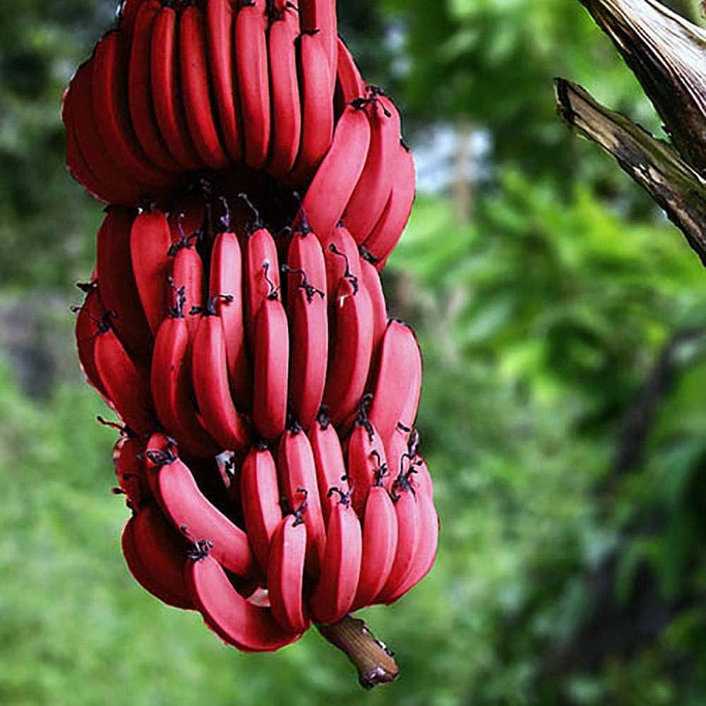Banana Seeds For Planting Musa Acuminata Tropical Garden Backyard Orchard heirloom non-gmo organic garden seeds