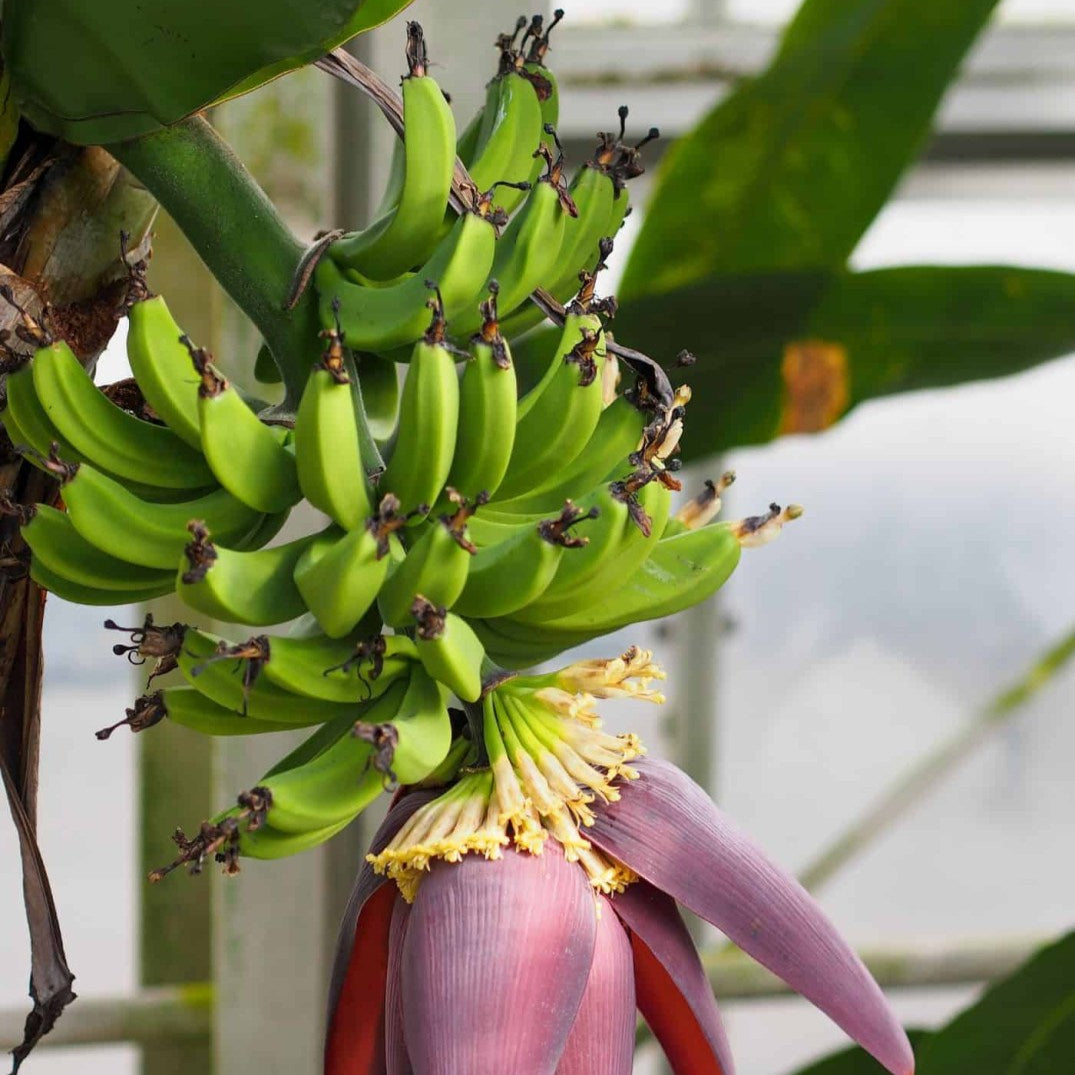 Dwarf Banana Fruit Seeds