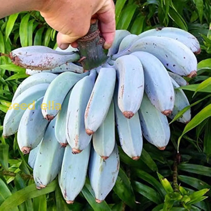 Banana Fruit Seeds for Planting Guide