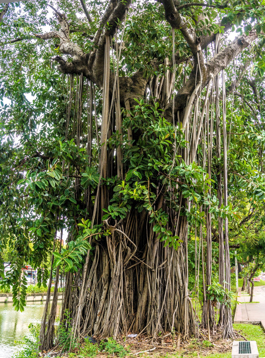 Banyan Banyan Fig Tree Ficus Benghalensis East Indian Aerial Root Houseplant Seeds heirloom non-gmo organic garden seeds