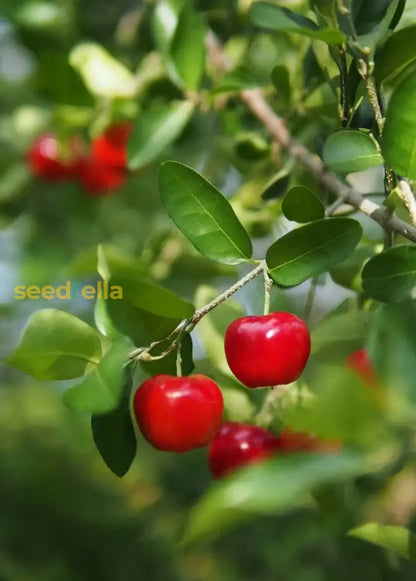 Barbados Cherry Seeds for Planting Guide