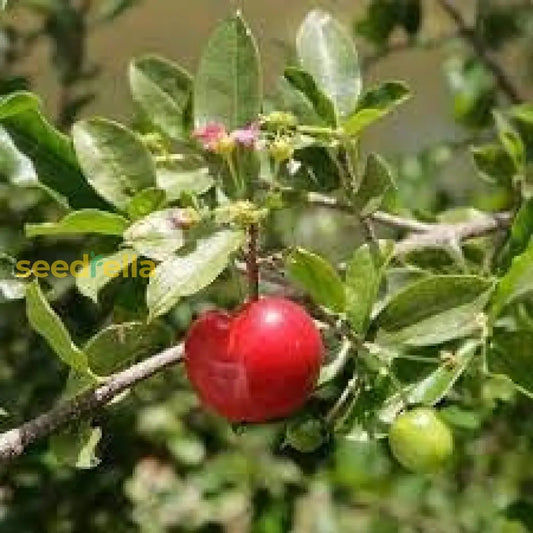 Barbados Cherry Seeds For Planting Guide heirloom non-gmo organic garden seeds