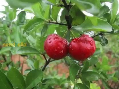 Barbados Cherry Seeds for Planting Guide