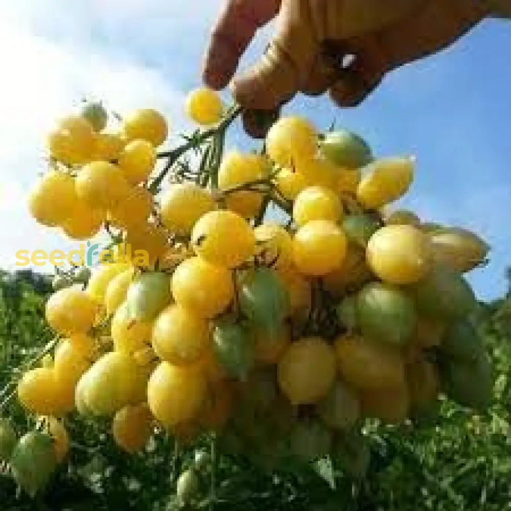 Barry'S Cherry Seeds For Planting Delicious Fruit Planting Seeds heirloom non-gmo organic garden seeds