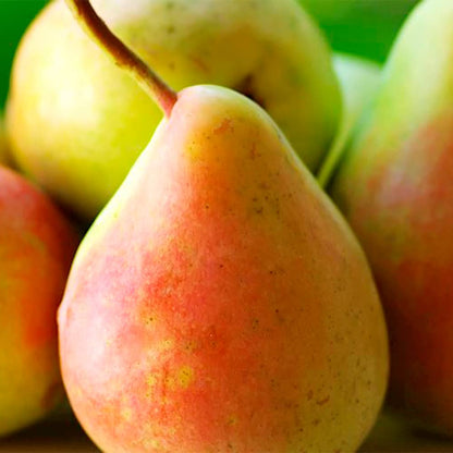 Bartlett Pear Tree Seeds For Planting Pyrus Communis Orchard Edible Landscape heirloom non-gmo organic garden seeds