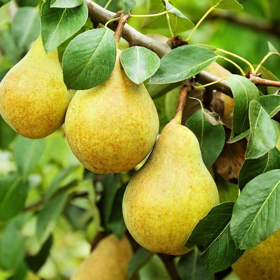 Bartlett Pear Tree Seeds for Planting Pyrus Communis orchard edible landscape