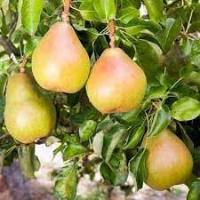 Bartlett Pear Tree Seeds - Pyrus communis