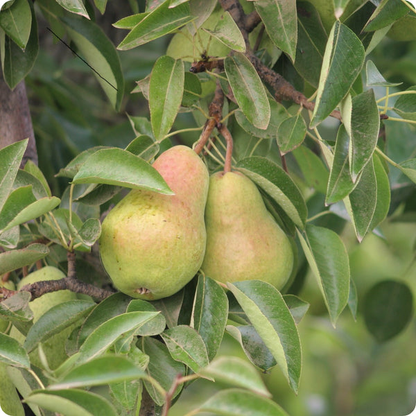 Bartlett Pear Tree Seeds Pyrus Communis heirloom non-gmo organic garden seeds
