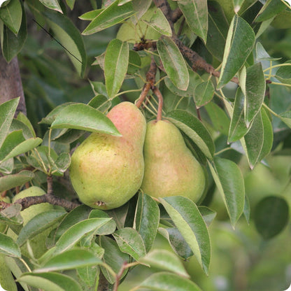 Bartlett Pear Tree Seeds Pyrus Communis heirloom non-gmo organic garden seeds
