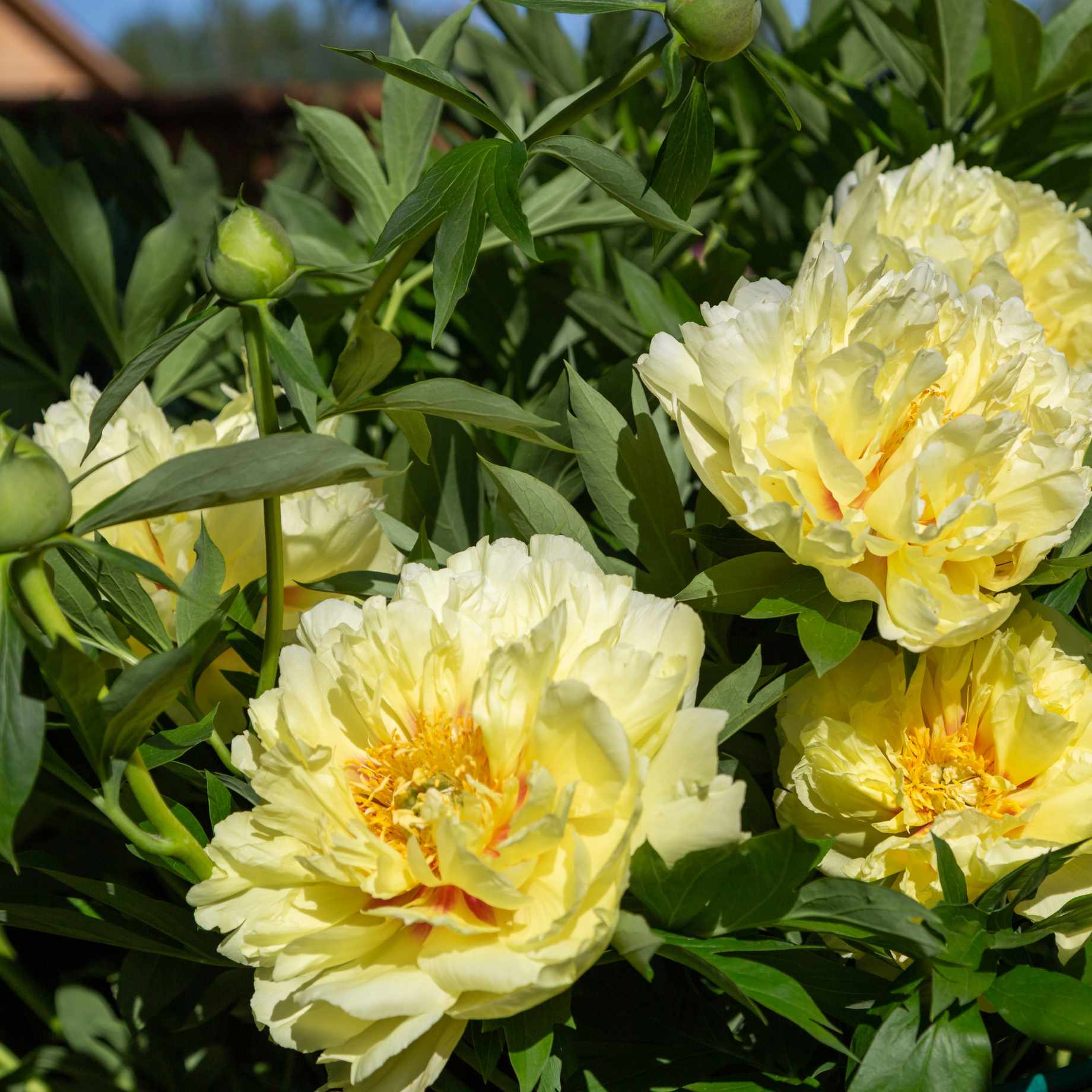 Bartzella Yellow Hybrid Peony Seeds for Vibrant Flowers