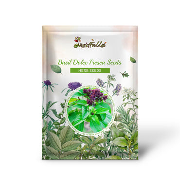 Basil Dolce Fresca Seeds for Gardening & Planting | Premium Quality Herb Seeds for Lush, Flavorful Basil Plants