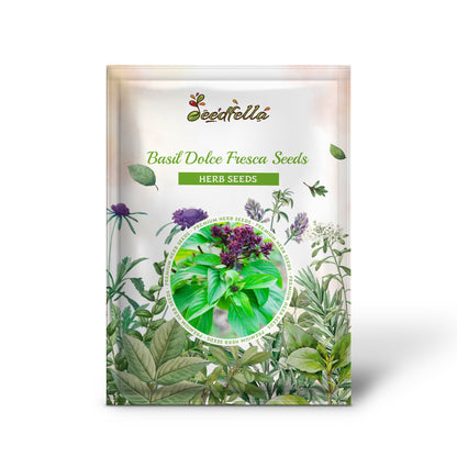 Basil Dolce Fresca Seeds for Gardening & Planting | Premium Quality Herb Seeds for Lush, Flavorful Basil Plants