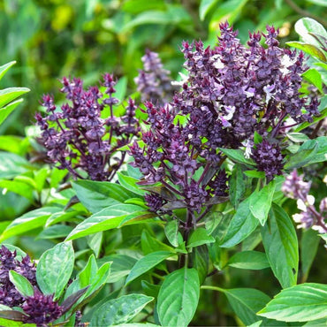Purple Stem Basil Herb Seeds