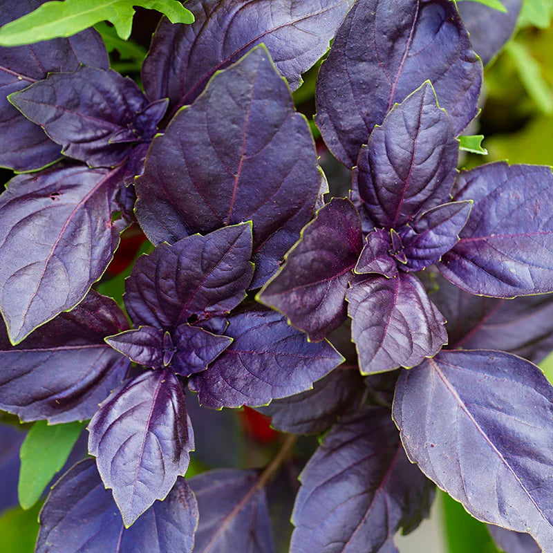 Basil 'Red Freddy' Herb Seeds