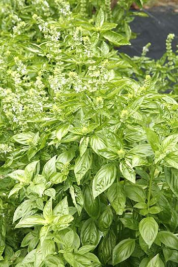 Sweet Basil (Ocimum basilicum) Herb White Flower Seeds