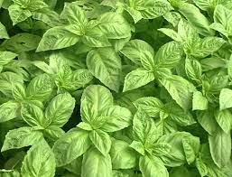 Basil Seeds For Planting Fresh Herbs heirloom non-gmo organic garden seeds