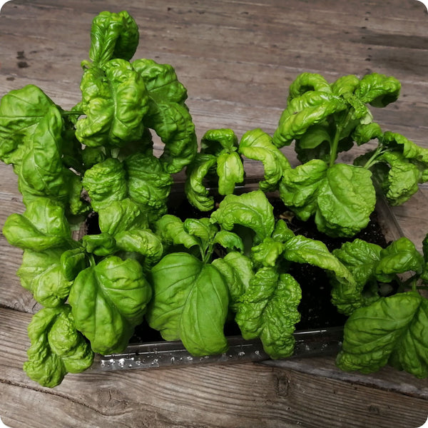 Tuscany Basil Ocimum Basilicum Seeds heirloom non-gmo organic garden seeds
