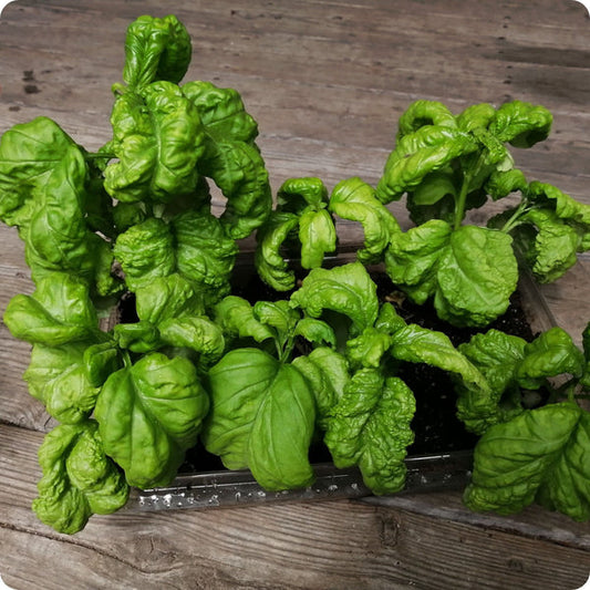 Tuscany Basil Ocimum Basilicum Seeds heirloom non-gmo organic garden seeds