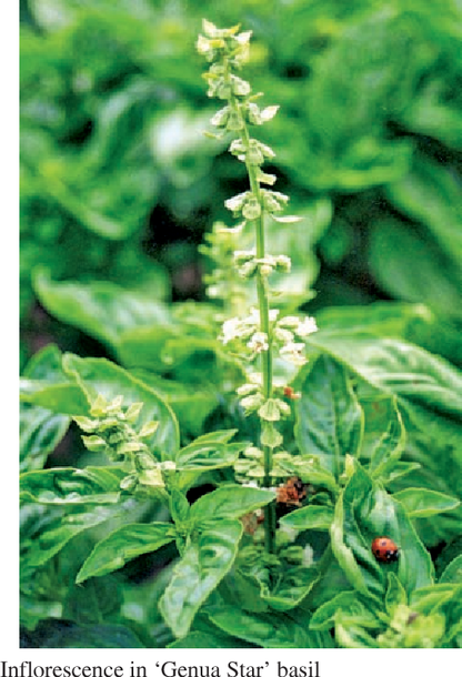 Sweet Basil (Ocimum basilicum) Herb White Flower Seeds