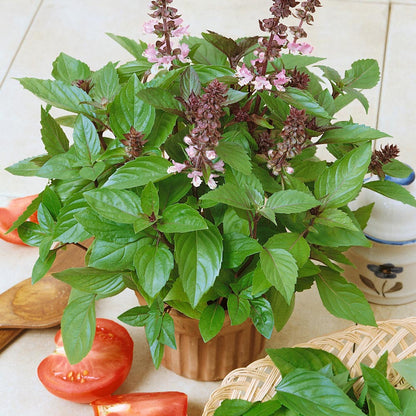 Basil Ocimum Basilicum Herb Seeds