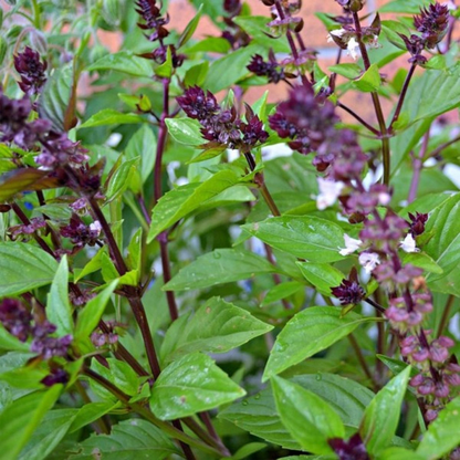 Basilico Mostruoso Basil Ocimum Basilicum 'Mostruoso' Seeds heirloom non-gmo organic garden seeds