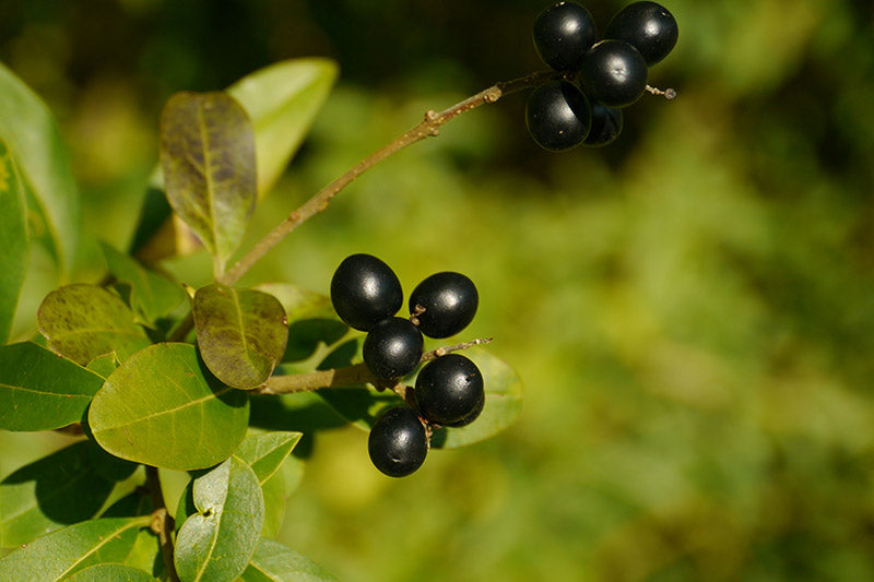 Bay Laurel Seeds for Culinary Planting