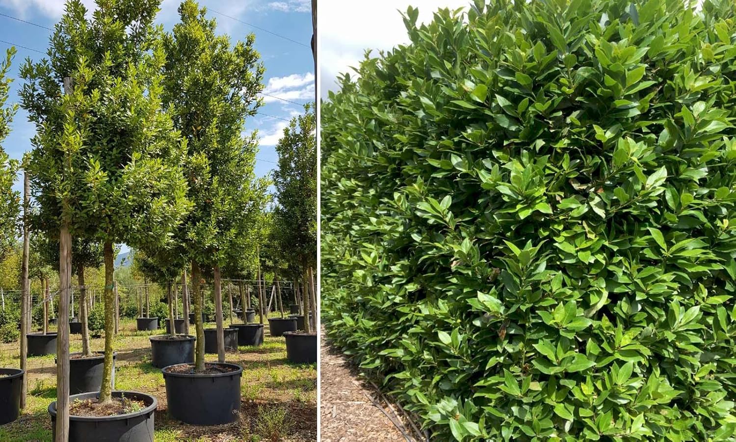 Bay Laurel Seeds For Culinary Planting heirloom non-gmo organic garden seeds