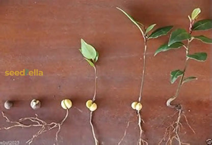 ローレルの種子（植え付け用）グリーンベイローレル植物