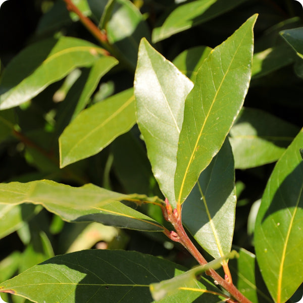 Bay Laurel Seeds Laurus Nobilis heirloom non-gmo organic garden seeds