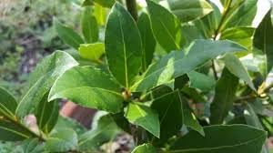 Bay Laurel Plant Seeds Planting Aromatic heirloom non-gmo organic garden seeds