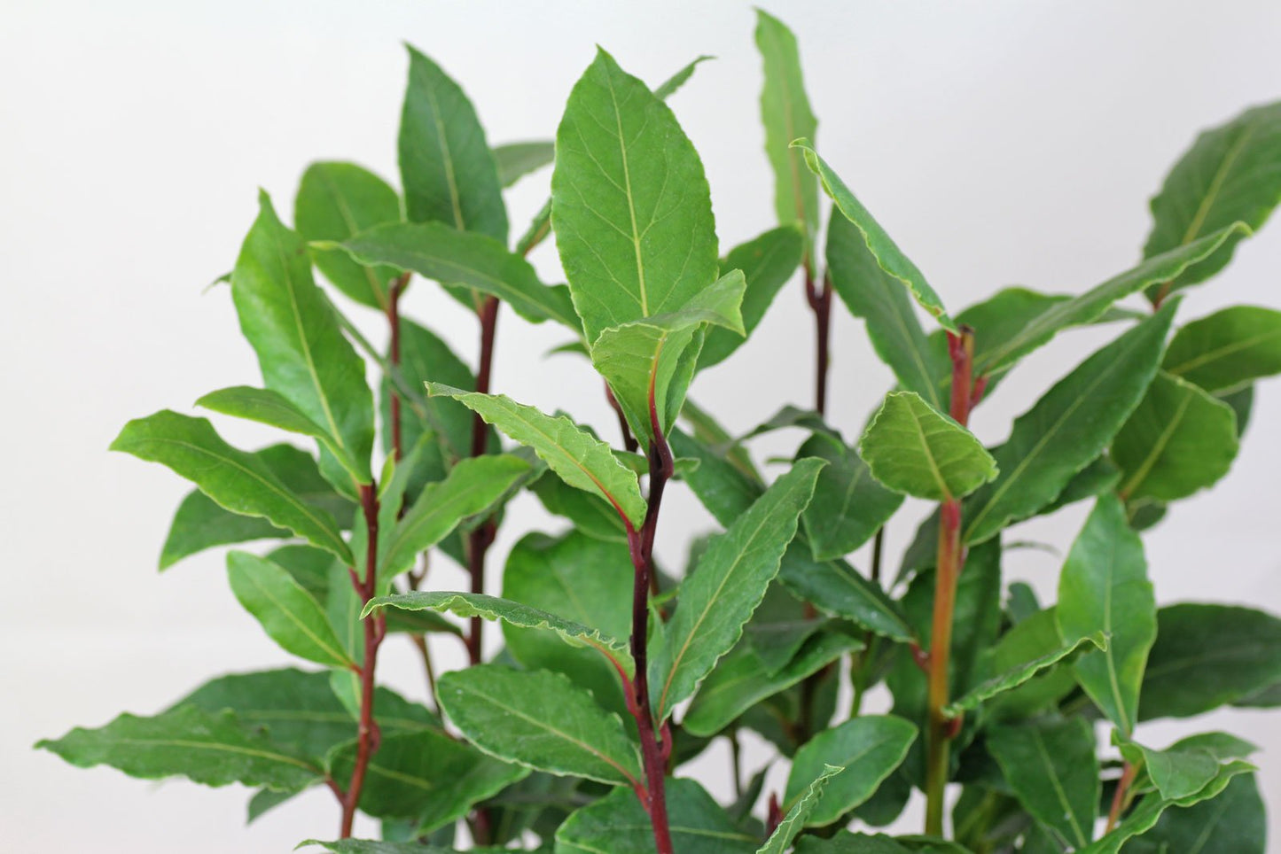 Bay Laurel Seeds (Laurus nobilis)