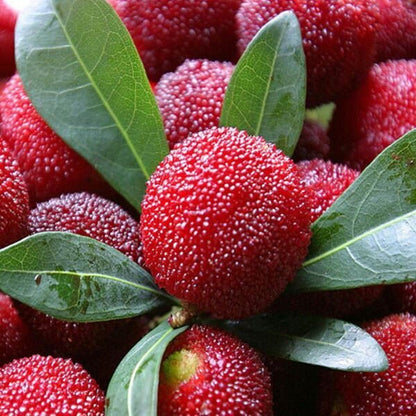 Bayberry Fruit Seeds - Your Guide to Planting and Growing