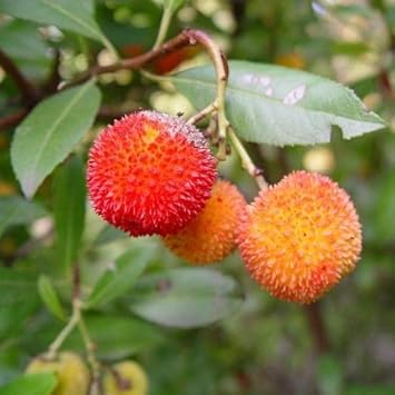 Bayberry Fruit Seeds Your Guide To Planting And Growing heirloom non-gmo organic garden seeds