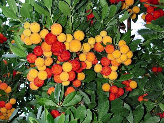 Bayberry Seeds For Planting Grow Your Own Shrubs heirloom non-gmo organic garden seeds