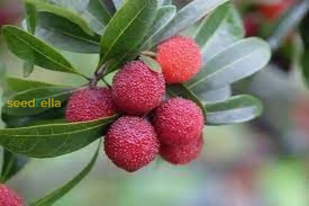 Bayberry Seeds For Planting High Quality heirloom non-gmo organic garden seeds