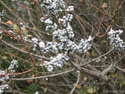 Myrica Pennsylvanica Northern Bayberry Seeds