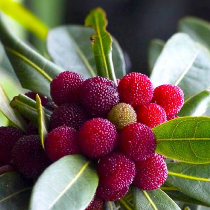 Wacholderbeeren-Samen zum Pflanzen – Ziehen Sie Ihre eigenen Sträucher heran