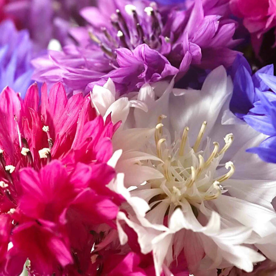 Bachelor Buttons Seeds – Polka Dot Mix Bright Cornflower